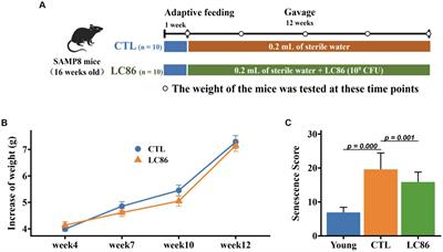 Lacticaseibacillus paracasei LC86 mitigates age-related muscle wasting and cognitive impairment in SAMP8 mice through gut microbiota modulation and the regulation of serum inflammatory factors